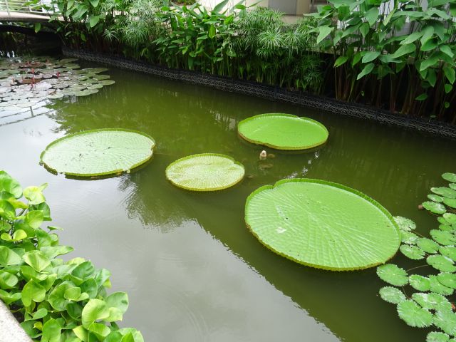 Singapour